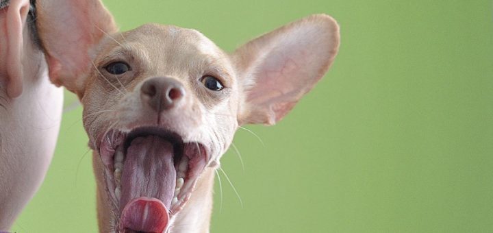 100-year-old woman adopts senior dog
