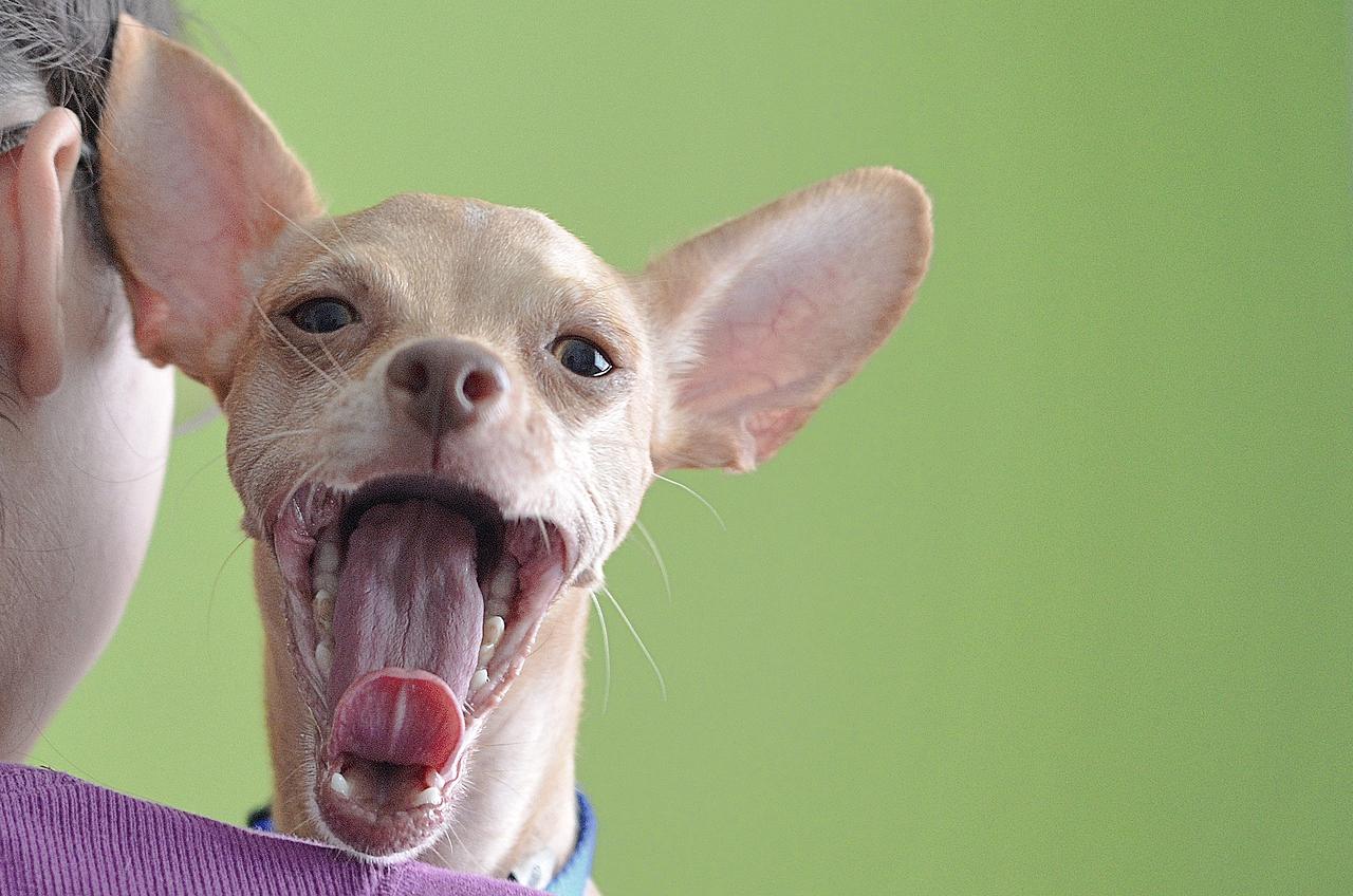 Senior dog adopted by 100-year-old woman