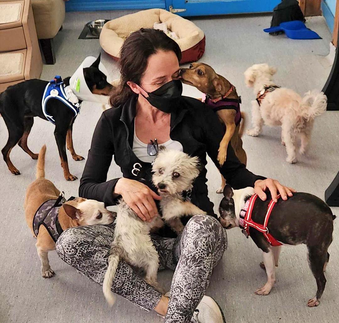 Muttville Senior Dog Rescue