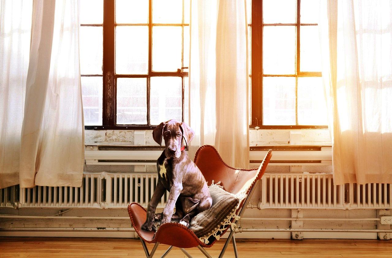 Dog in the office