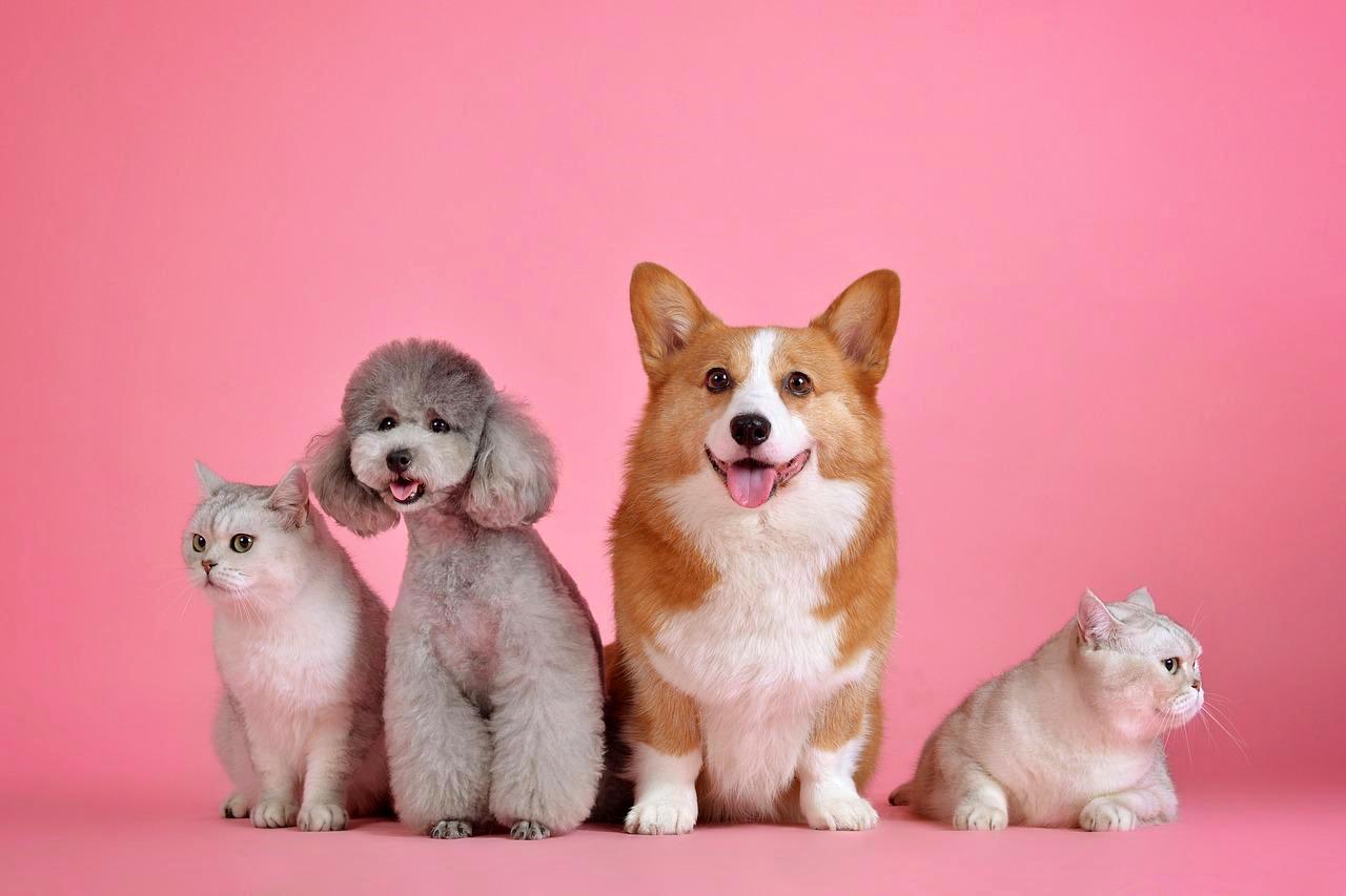 Pet daycare