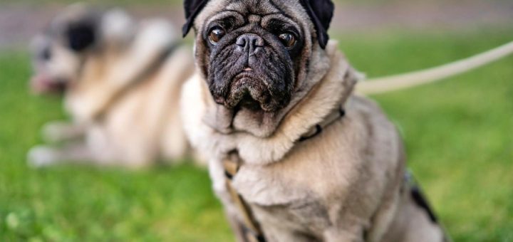 British vet would not own a flat-faced dog