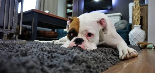 Dogs are finding it hard to be home alone after the pandemic