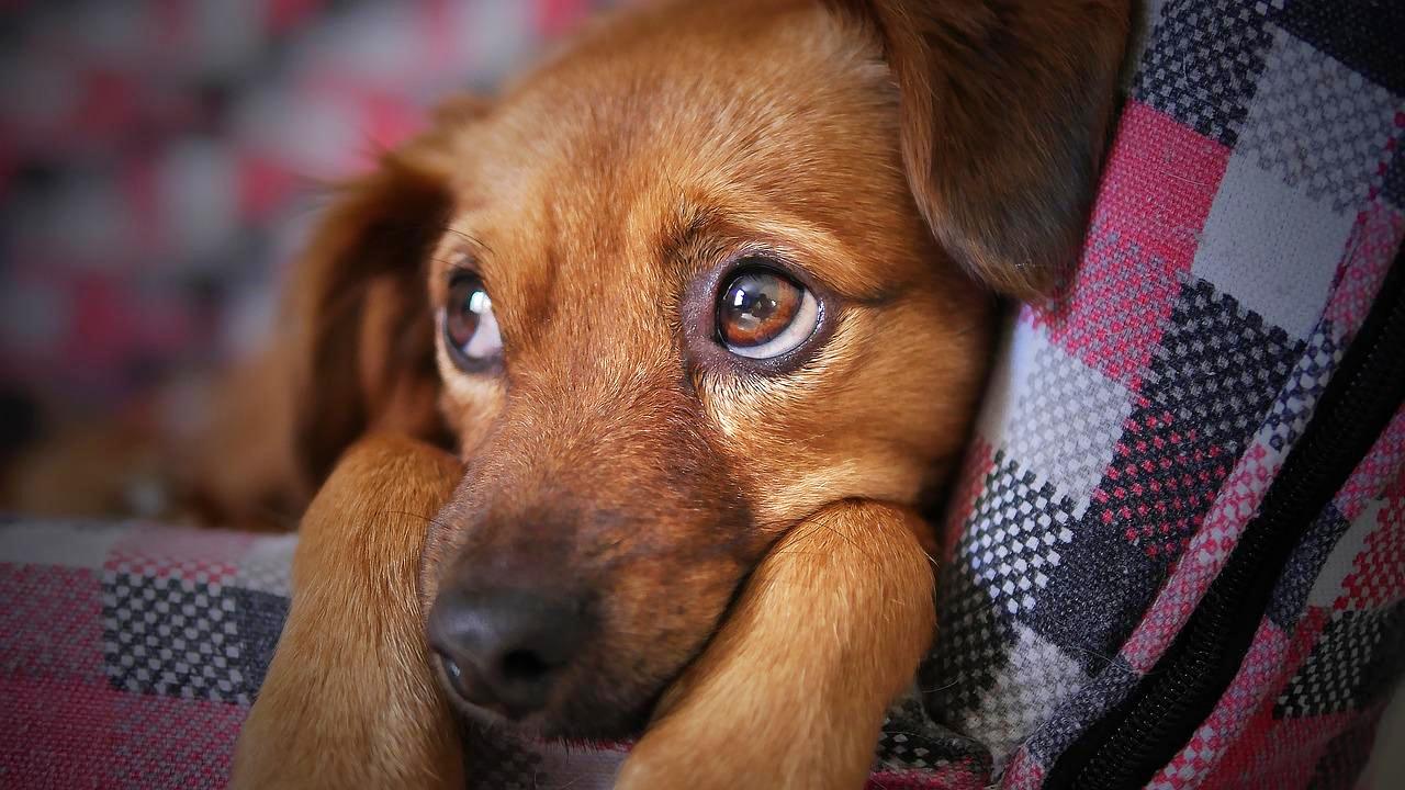 Pets are finding it hard spending time alone