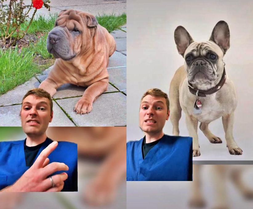Sharpei and flat-faced breeds
