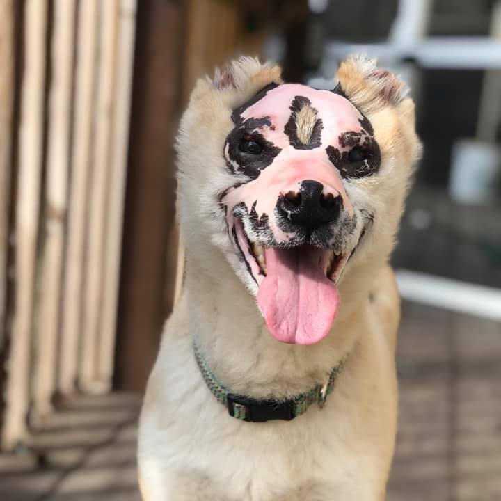 Taka the Shiba Inu survived burns