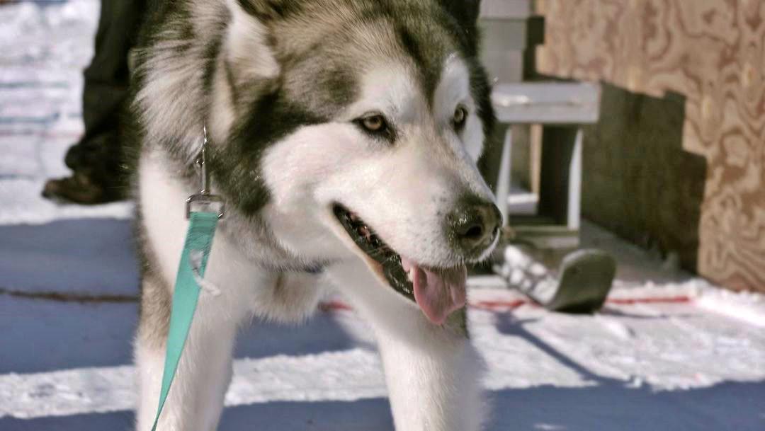 Yup’ik the Alaskan husky