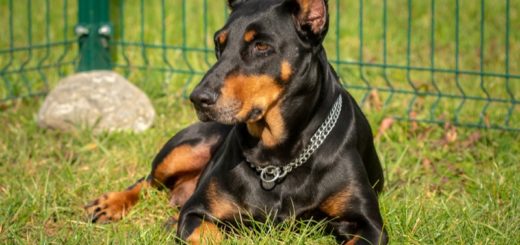 Doberman Fans Think They Just Saw The Sweetest Video Ever