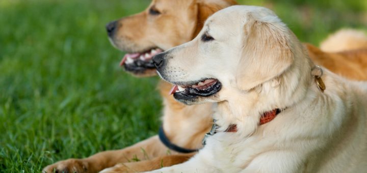 Dog Behavior Research Reveals More About Pooches Scenting Ability