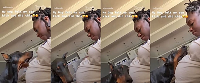Doberman Fans Think They Just Saw The Sweetest Video Ever