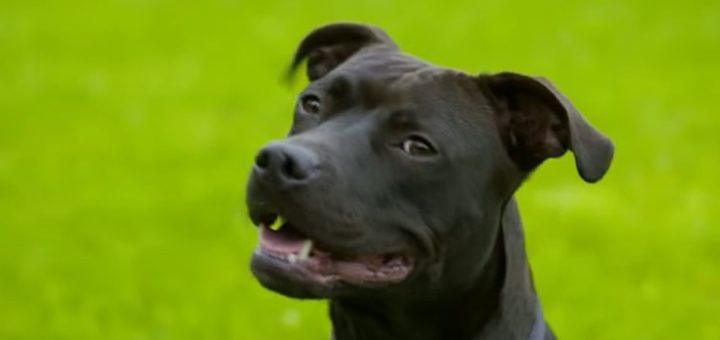 Its Me Or The Dog Will Molly The Staffordshire Bull Terrier Have To Go