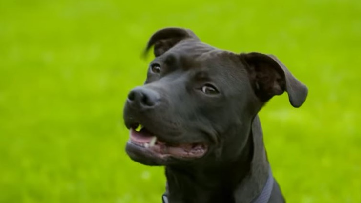 Its Me Or The Dog Will Molly The Staffordshire Bull Terrier Have To Go