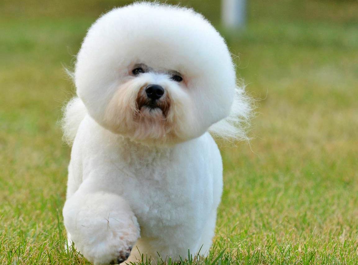 Bichon Frise dog accidentally orders adult videos from Hustler