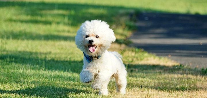 Bichon Frise dog accidentally orders adult videos from Hustler