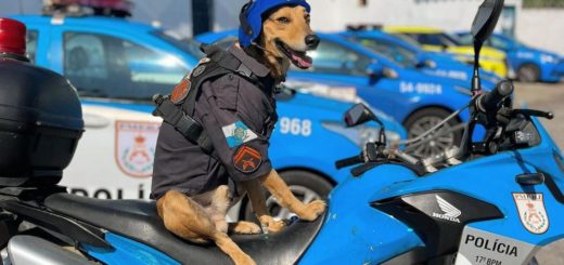 Brazilian rescue dog, Corporal Oliveira