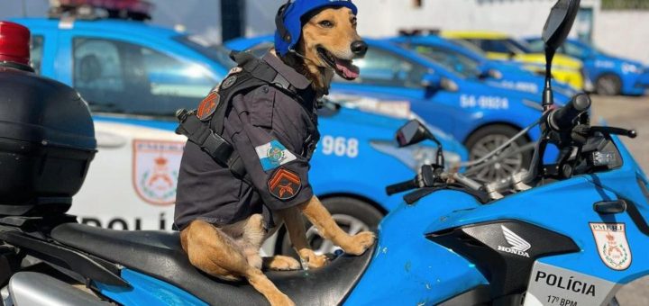 Brazilian rescue dog, Corporal Oliveira