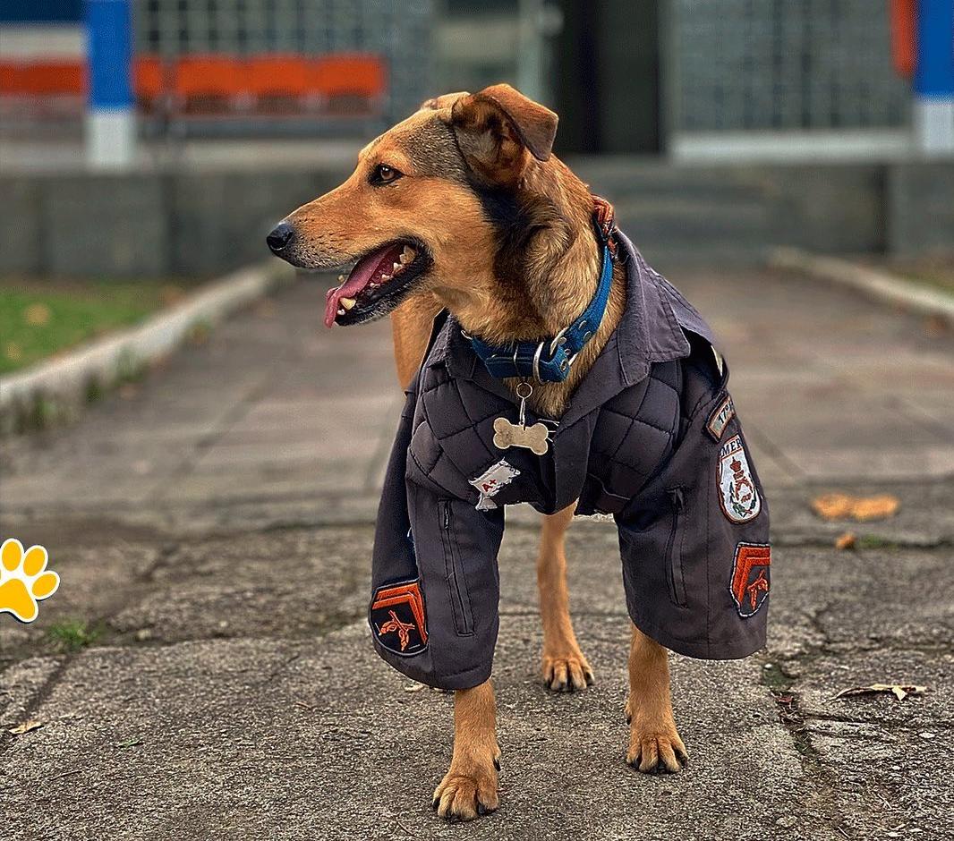 Brazilian rescue dog, Corporal Oliveira