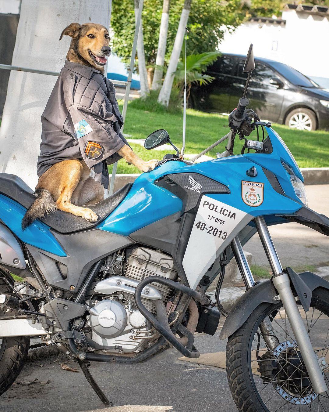 Brazilian rescue dog, Corporal Oliveira