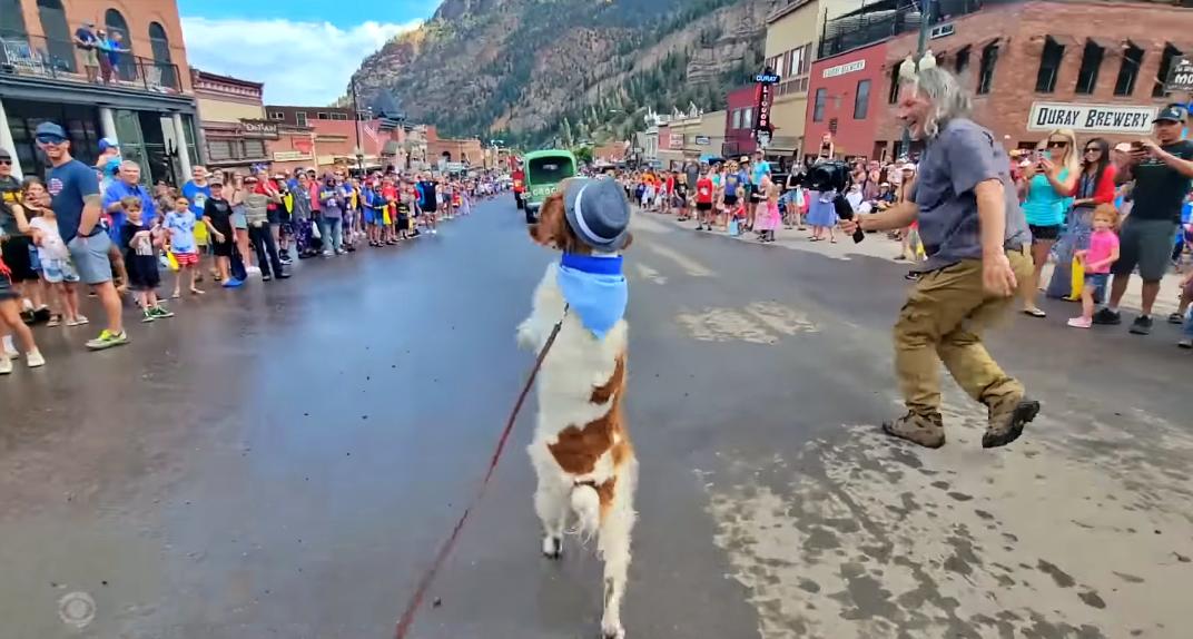 Brittany spaniel takes part in parades