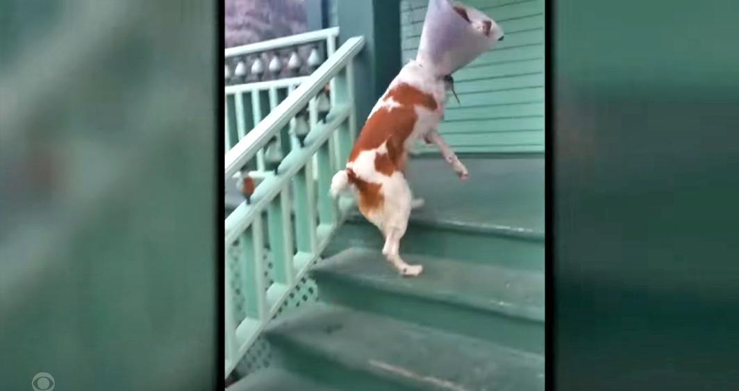 Brittany spaniel climbs the stairs on two legs