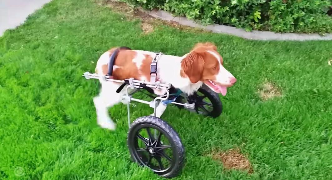 Dexter with his wheelchair