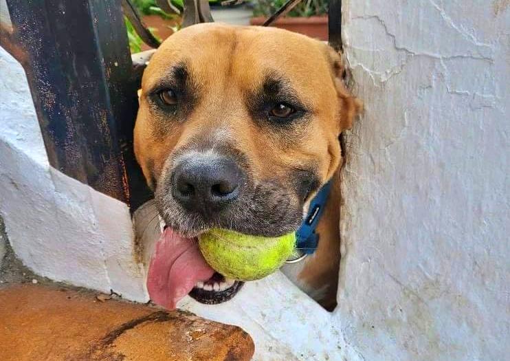 Homie the American Staffy