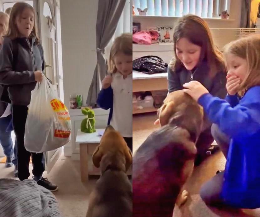 Paddy the rescue dog finds a new home