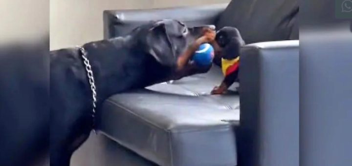 Dog teaches puppy to play ball in viral video