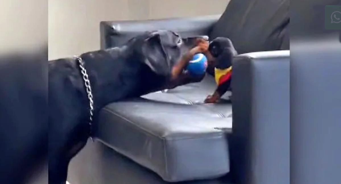 Dog teaches puppy to play ball in viral video