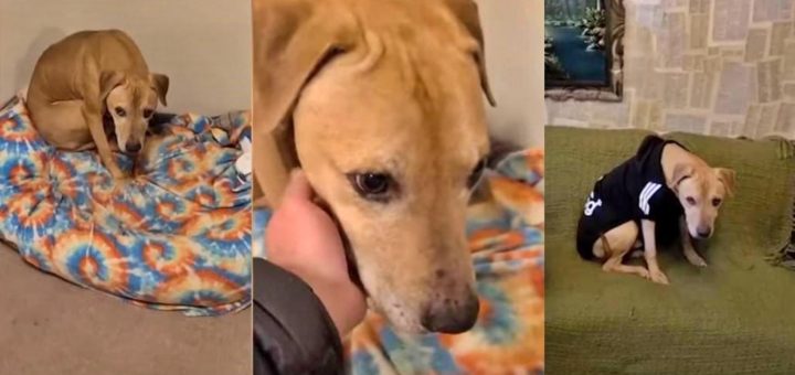 Scooby was rescued from a dog fighting ring and took 6 years to bark and wag his tail