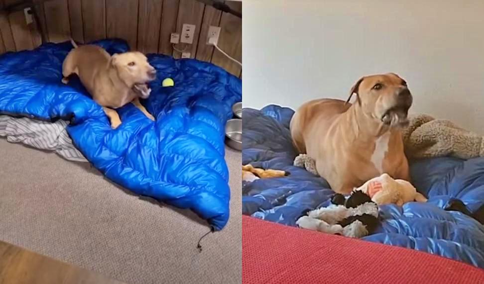 Scooby gets his voice back and wags his tail