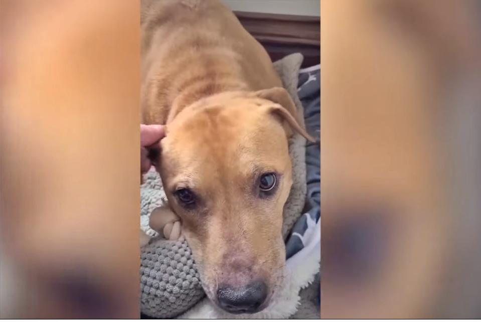 Scooby rescued from a dog fighting ring