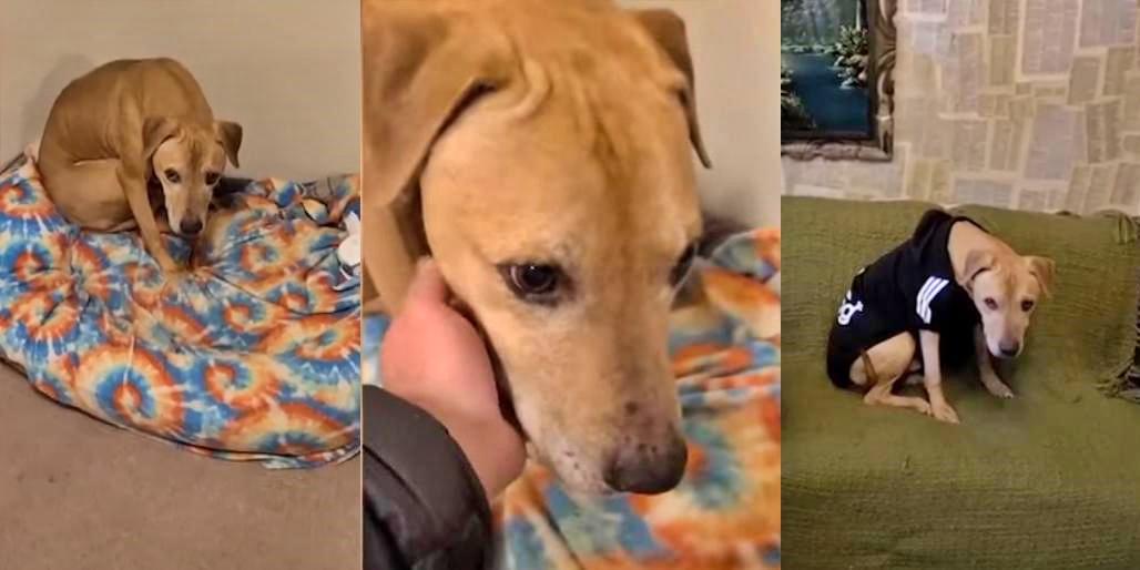 Scooby was rescued from a dog fighting ring and took 6 years to bark and wag his tail