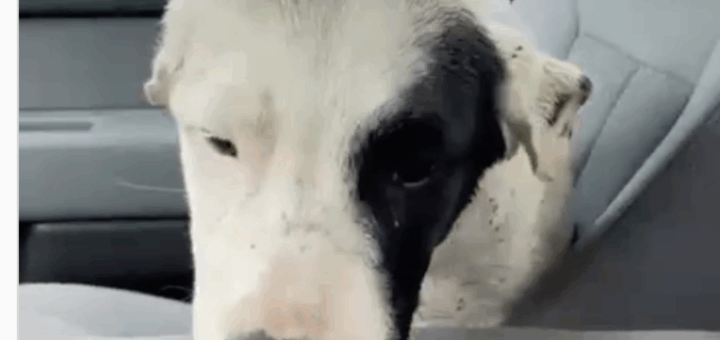 Mixed Breed Rescue Story Still Trends Months After First Posting