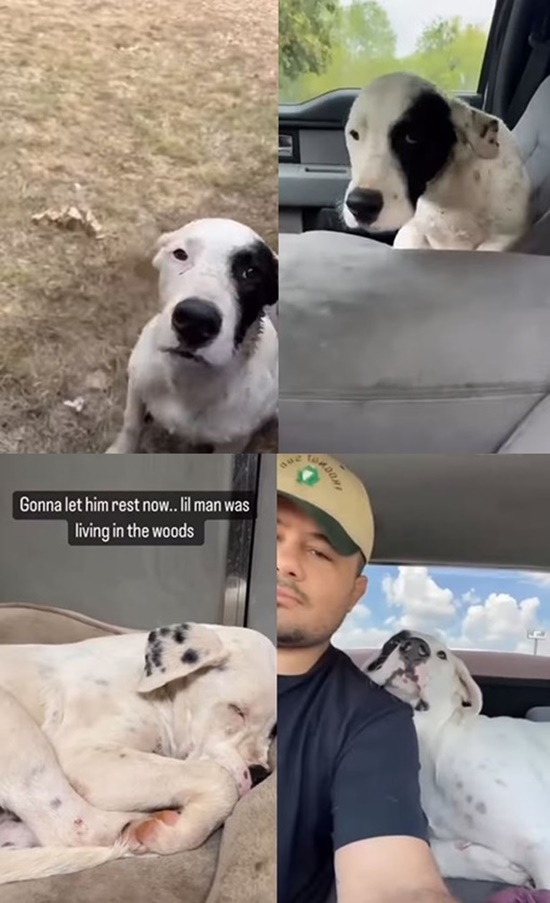 Staffordshire Bull Terrier Story Still Trends Months After First Posting