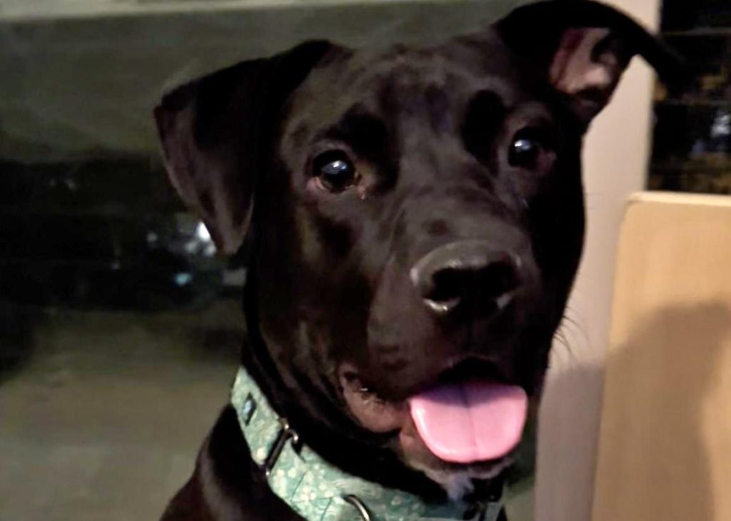 Woman Discovers Abandoned Dog In A Park With The Saddest Note