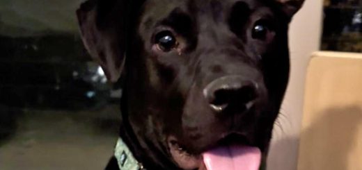 Baloo the abandoned dog