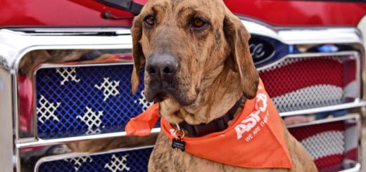 Clementine gets a new home and job