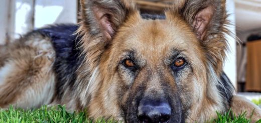 Senior dog adopted by Canadian couple
