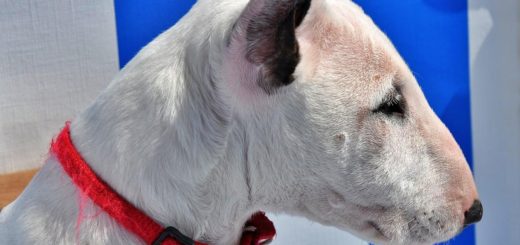 @deafdogofmn posts viral TikTok of her bull terrier understanding sign language