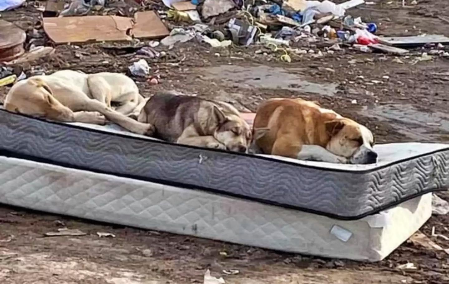 Three dog pals rescued by Ruff Start Rescue