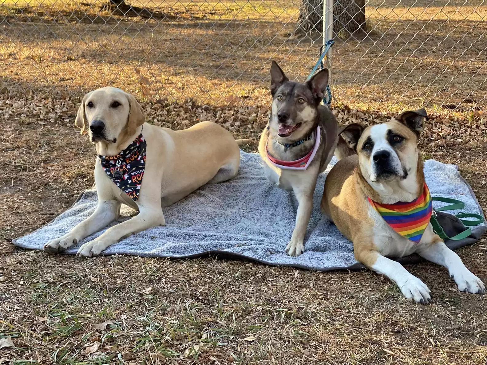 Three dog friends rescued
