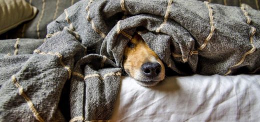 TikTok dog reveals his favorite human