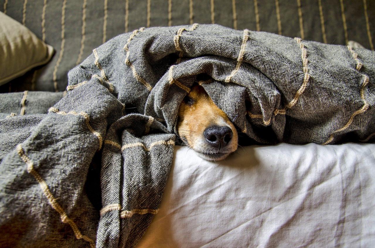 TikTok dog reveals his favorite human