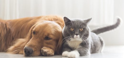 New York Pet Shop Dogs & Cats Sales Ban Is Welcomed By Animal Lovers