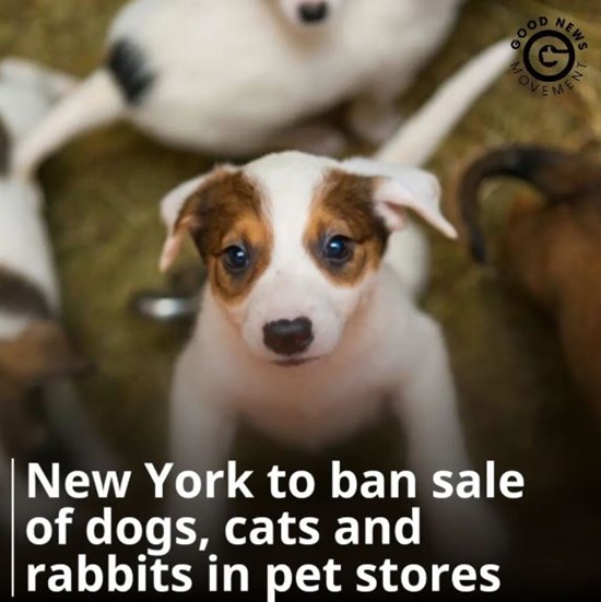New York Pet Shop Dogs And Cats Sales Ban Is Welcomed By Animal Lovers