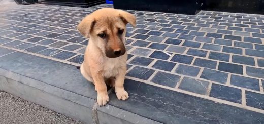 Abandoned pup rescued from the streets