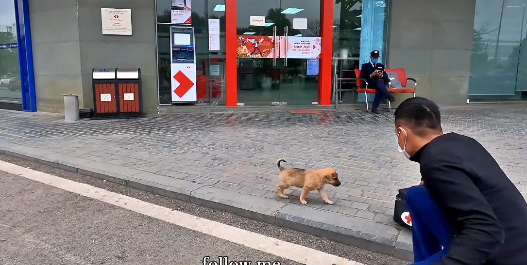 Heartwarming dog video
