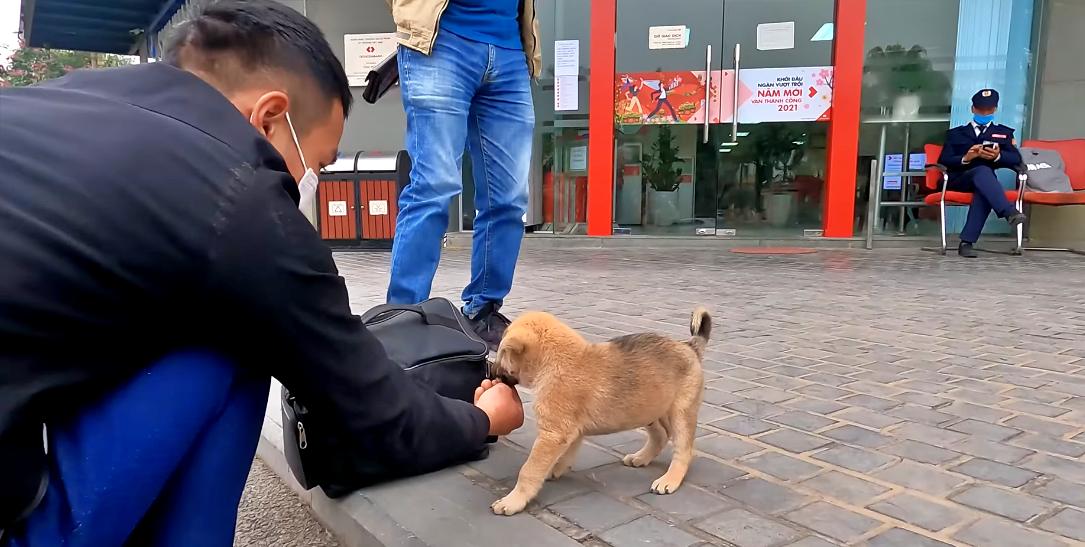 Abandoned pup rescued from the streets