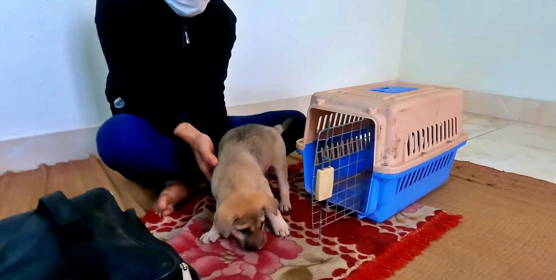 Heartwarming puppy video